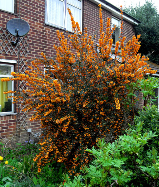 Berberis linearifolia 'Orange King' (2)