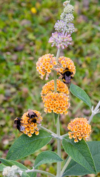 Buddleia with bumblebees