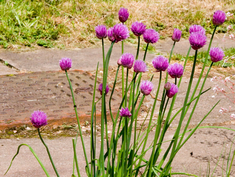 Chives