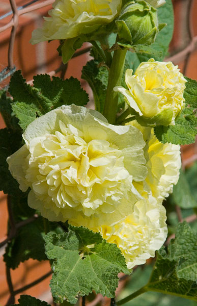 Hollyhock