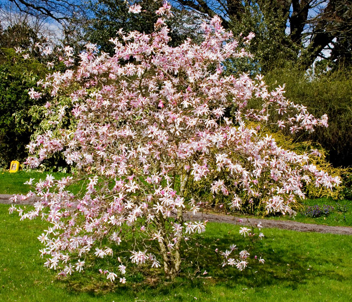 Magnolia stellata