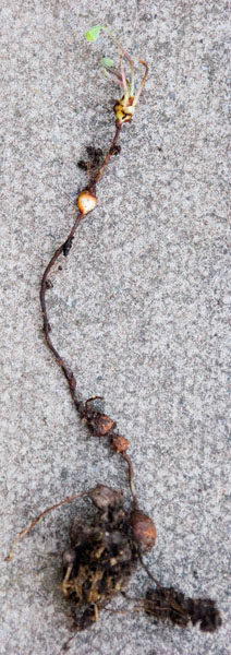 <i>Oxalis corymbosa</i> with root system