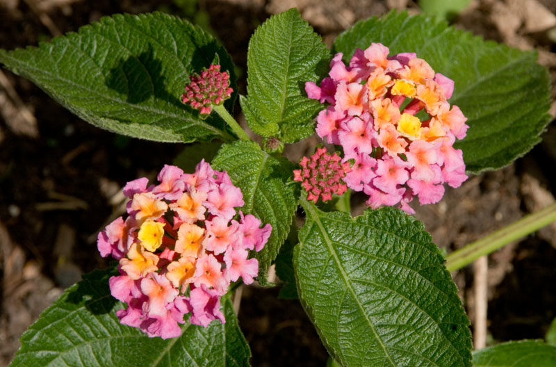 Seed-grown Lantana