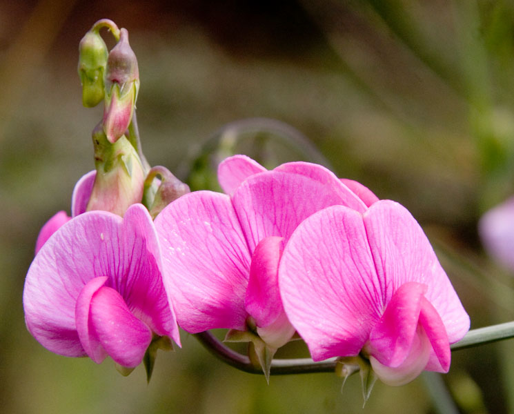 Sweet pea