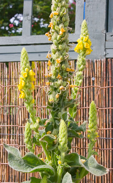 Mullein with side spikes